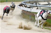 0039_dostihy_chrtů_PC_2010_Czech_Greyhound_Racing_Federation_NQ1M9998.JPG