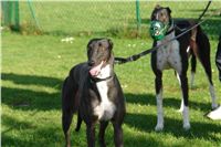 trenink_chrtu_13_11_10_ceska_greyhound_dostihova_federace_DSC02956.JPG