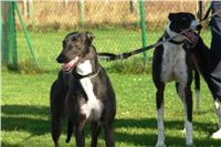 trenink_chrtu_13_11_10_ceska_greyhound_dostihova_federace_DSC02957.JPG