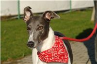 trenink_chrtu_13_11_10_ceska_greyhound_dostihova_federace_DSC02959.JPG