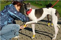 trenink_chrtu_13_11_10_ceska_greyhound_dostihova_federace_DSC02964.JPG