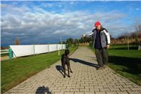 trenink_chrtu_13_11_10_ceska_greyhound_dostihova_federace_DSC02968.JPG