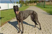 trenink_chrtu_13_11_10_ceska_greyhound_dostihova_federace_DSC02970.JPG