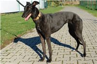 trenink_chrtu_13_11_10_ceska_greyhound_dostihova_federace_DSC02971.JPG