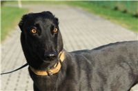 trenink_chrtu_13_11_10_ceska_greyhound_dostihova_federace_DSC02972.JPG