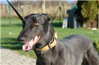 trenink_chrtu_13_11_10_ceska_greyhound_dostihova_federace_DSC02979.JPG