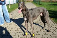 trenink_chrtu_13_11_10_ceska_greyhound_dostihova_federace_DSC02985.JPG