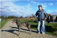 trenink_chrtu_13_11_10_ceska_greyhound_dostihova_federace_DSC02987.JPG