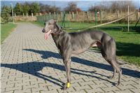 trenink_chrtu_13_11_10_ceska_greyhound_dostihova_federace_DSC02989.JPG