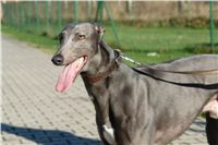 trenink_chrtu_13_11_10_ceska_greyhound_dostihova_federace_DSC02992.JPG