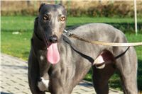 trenink_chrtu_13_11_10_ceska_greyhound_dostihova_federace_DSC02993.JPG