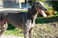 trenink_chrtu_13_11_10_ceska_greyhound_dostihova_federace_DSC02995.JPG