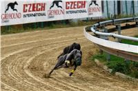 trenink_chrtu_13_11_10_ceska_greyhound_dostihova_federace_DSC03005.JPG