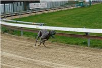 trenink_chrtu_13_11_10_ceska_greyhound_dostihova_federace_DSC03006.JPG