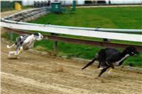 trenink_chrtu_13_11_10_ceska_greyhound_dostihova_federace_DSC03043.JPG