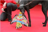 dostihy_chrtů_PC_2010_Czech_Greyhound_Racing_Federation_NQ1M0199.JPG