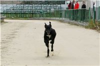 dostihy_chrtů_PC_2010_Czech_Greyhound_Racing_Federation_NQ1M0244.JPG