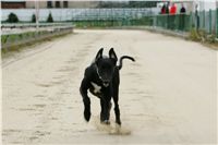 dostihy_chrtů_PC_2010_Czech_Greyhound_Racing_Federation_NQ1M0250.JPG