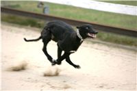 dostihy_chrtů_PC_2010_Czech_Greyhound_Racing_Federation_NQ1M0276.JPG