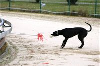 dostihy_chrtů_PC_2010_Czech_Greyhound_Racing_Federation_NQ1M0286.JPG