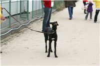 dostihy_chrtů_PC_2010_Czech_Greyhound_Racing_Federation_NQ1M0337.JPG