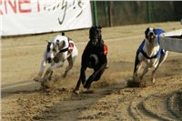 Mikulas_greyhound_race_2009_NQ1M0734.JPG