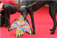 dostihy_chrtu_PC_2010_Czech_Greyhound_Racing_Federation_NQ1M0199.jpg