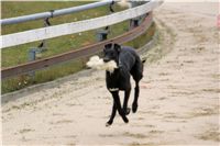 0044_dostihy_chrtů_PC_2010_Czech_Greyhound_Racing_Federation_NQ1M0290.JPG