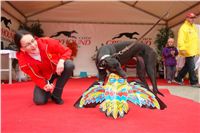 dostihy_chrtů_PC_2010_Czech_Greyhound_Racing_Federation_DSC02816.JPG