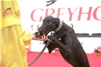 dostihy_chrtů_PC_2010_Czech_Greyhound_Racing_Federation_NQ1M0170.JPG