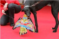 dostihy_chrtů_PC_2010_Czech_Greyhound_Racing_Federation_NQ1M0199.JPG