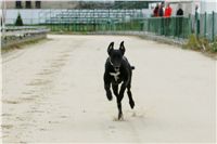 dostihy_chrtů_PC_2010_Czech_Greyhound_Racing_Federation_NQ1M0247.JPG