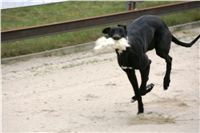 dostihy_chrtů_PC_2010_Czech_Greyhound_Racing_Federation_NQ1M0294.JPG