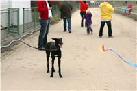 dostihy_chrtů_PC_2010_Czech_Greyhound_Racing_Federation_NQ1M0339.JPG