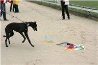 dostihy_chrtů_PC_2010_Czech_Greyhound_Racing_Federation_NQ1M0343.JPG