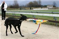 dostihy_chrtů_PC_2010_Czech_Greyhound_Racing_Federation_NQ1M0353.JPG