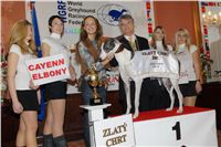 Zlaty_chrt_Cayenn_DSC_0078_Jandova__Ceska_greyhound_dostihova_federace.jpg