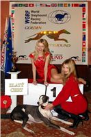 zlaty_chrt_DSC09529_Ceska_greyhound_dostihova_federace.JPG