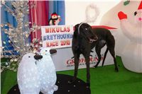 Mikulas_Greyhound_race_2010_chrti_dostihy_Ceske_greyhound_dostihove_federace_DSC03919.JPG