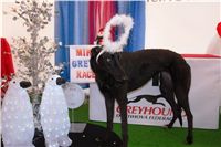 Mikulas_Greyhound_race_2010_chrti_dostihy_Ceske_greyhound_dostihove_federace_DSC03921.JPG