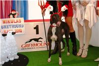 Mikulas_Greyhound_race_2010_chrti_dostihy_Ceske_greyhound_dostihove_federace_DSC03738.JPG