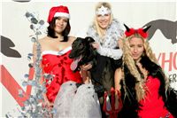 Mikulas_Greyhound_race_2010_chrti_dostihy_Ceske_greyhound_dostihove_federace_NQ1M0692.JPG