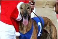 Mikulas_Greyhound_race_2009-Swift_NQ1M0531.JPG