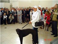 Ceska_greyhound_dostihova_federace_krest_knihy_009_DSC05440.jpg