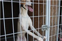 Racing_paddock_Praskacka_Czech_Greyhound_Racing_Federation_13.JPG