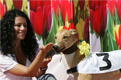 jarni_cena_2010_ceska_greyhound_dostihova_federace_Moet_Nq1m3130.jpg