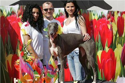 jarni_cena_2010_ceska_greyhound_dostihova_federace_Viola_Nq1m3699.jpg