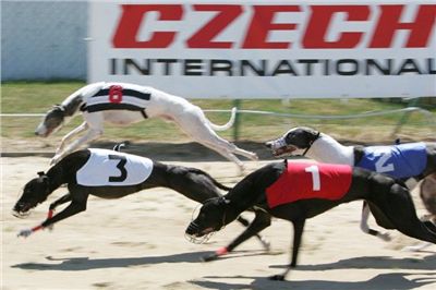 letni_cena_2010_ceska_greyhound_dostihova_federace_NQ1M6074.JPG