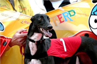 dostihy_chrtů_PC_2010_Czech_Greyhound_Racing_Federation_NQ1M9942-v2.JPG