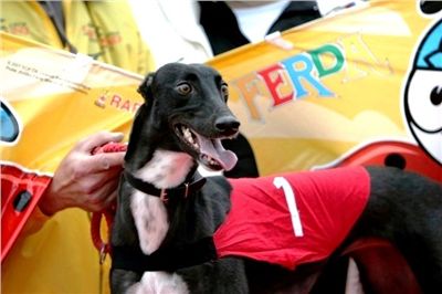 dostihy_chrtů_PC_2010_Czech_Greyhound_Racing_Federation_NQ1M9942-v2.JPG